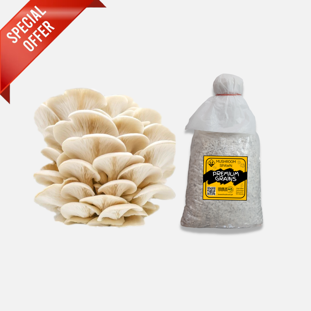 Bulk White Oyster Mushroom Spawn 25kg