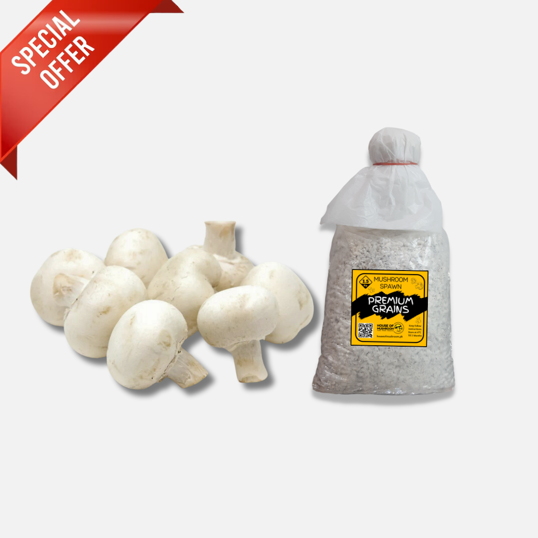 Bulk White Button Mushroom Spawn 25kg