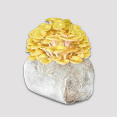 Golden Oyster Mushroom Grow Kit 2.5kg