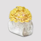 Golden Oyster Mushroom Grow Kit 2.5kg