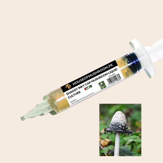 Shaggy Inky Cap Mushroom (Coprinus Comatus) Liquid Culture Syringe 20cc (C0470)