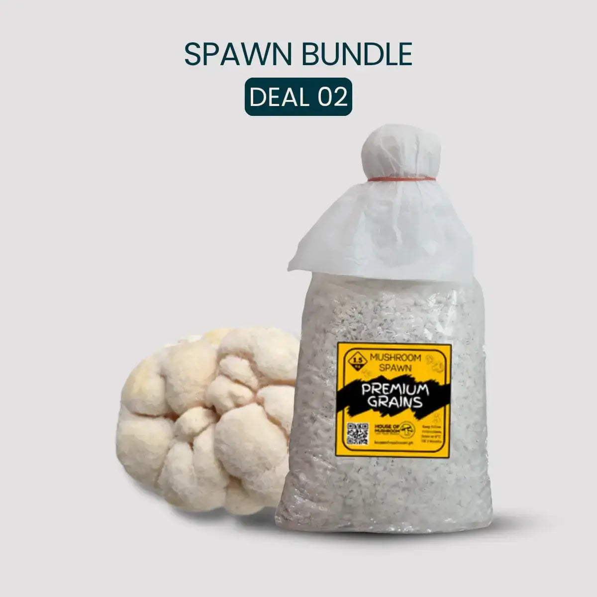 Bulk Lion's Mane Mushroom Spawn