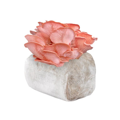 Pink Oyster Mushroom Grow Kit 2.5kg