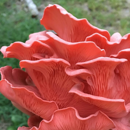 Pink Oyster Mushroom Grow Kit 2.5kg