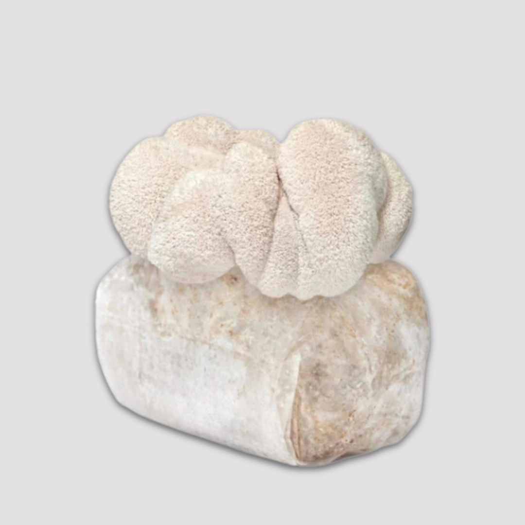Lion's Mane Mushroom Grow Kit 2.5kg