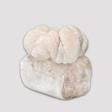 Lion's Mane Mushroom Grow Kit 2.5kg