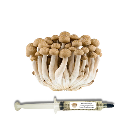 Beech Shimeji Mushroom Liquid Culture Syringe 20cc (C0620)