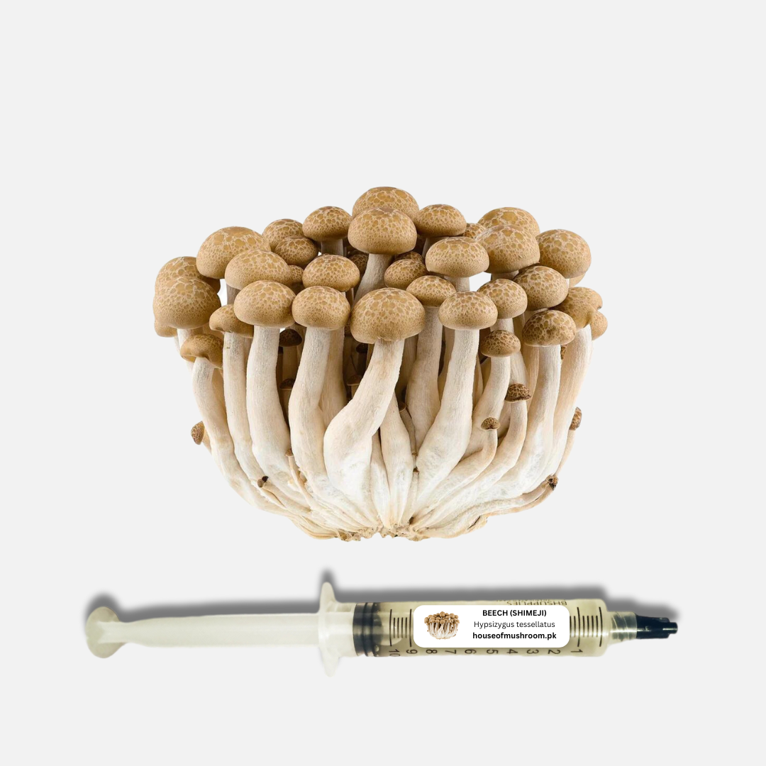 Beech Shimeji Mushroom Liquid Culture Syringe 20cc (C0620)