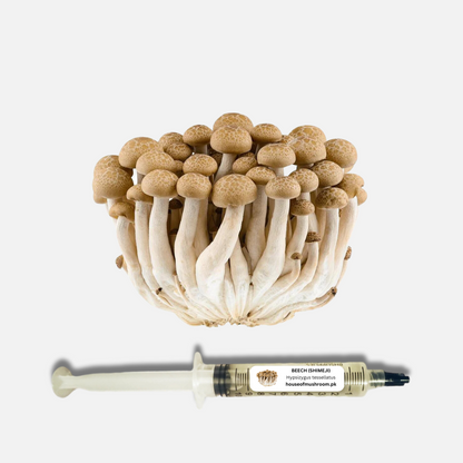 Beech Shimeji Mushroom Liquid Culture Syringe 20cc (C0620)