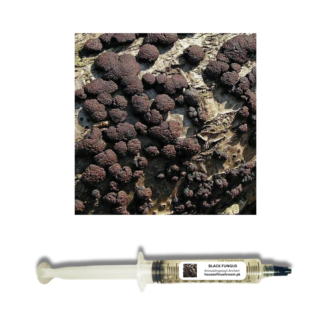 Black Fungus Mushroom (Annulohypoxylon Archeri) Liquid Culture Syringe (C0185)