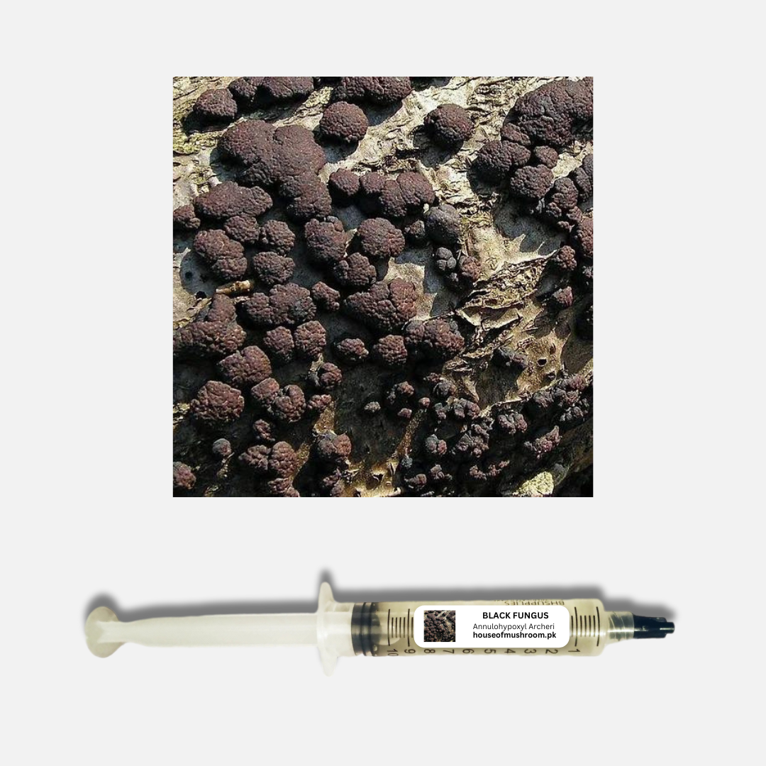 Black Fungus Mushroom (Annulohypoxylon Archeri) Liquid Culture Syringe (C0185)