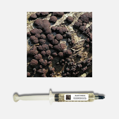 Black Fungus Mushroom (Annulohypoxylon Archeri) Liquid Culture Syringe (C0185)