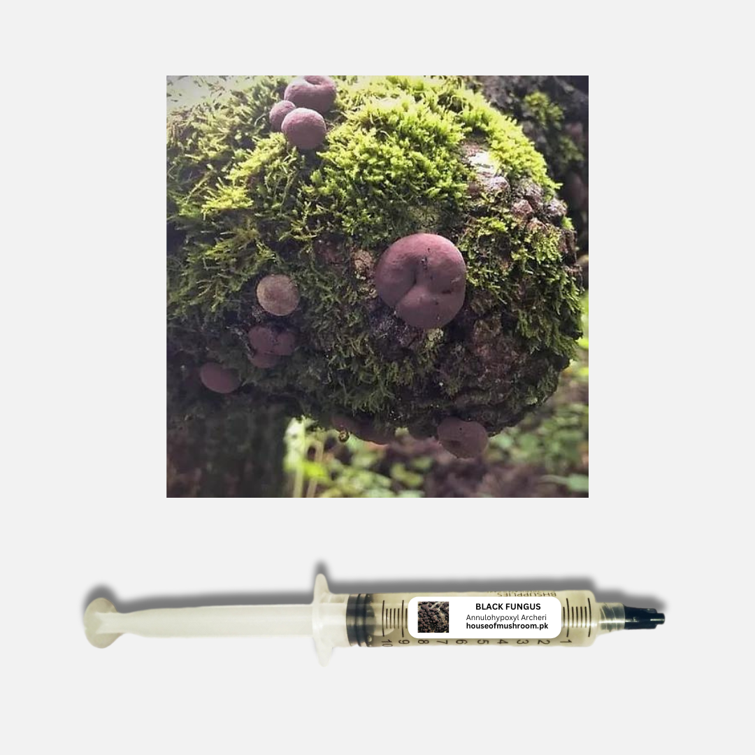 Black Fungus Mushroom (Annulohypoxylon Archeri) Liquid Culture Syringe (C0185)