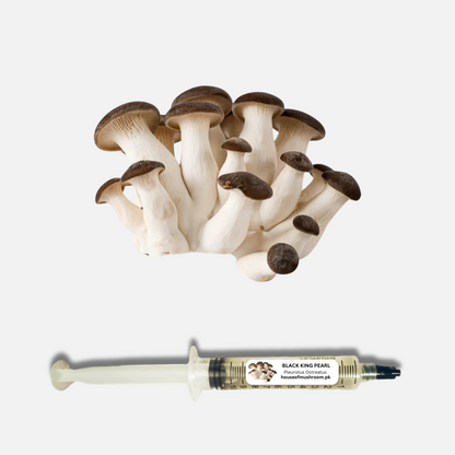 Elegant Black King Pearl Oyster Mushroom (Pleurotus Ostreatus) Liquid Culture Syringe 20cc (C0417)