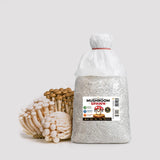 Beech Mushroom Grain Spawn 1.5kg (620)