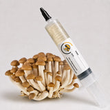 Beech Shimeji Mushroom Liquid Culture – 20cc Syringe | Gourmet Strain Mycelium (C0620)
