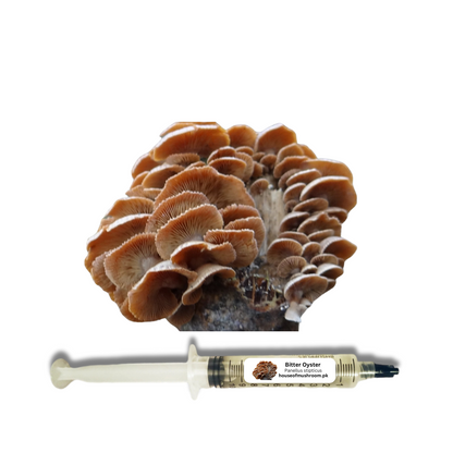 Bitter Oyster Mushroom (Panellus Stipticus) Liquid Culture Syringe 20cc (C0711)