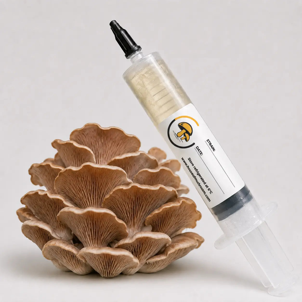 Bitter Oyster Mushroom Liquid Culture – 10cc Syringe | Panellus Stipticus Strain (711)