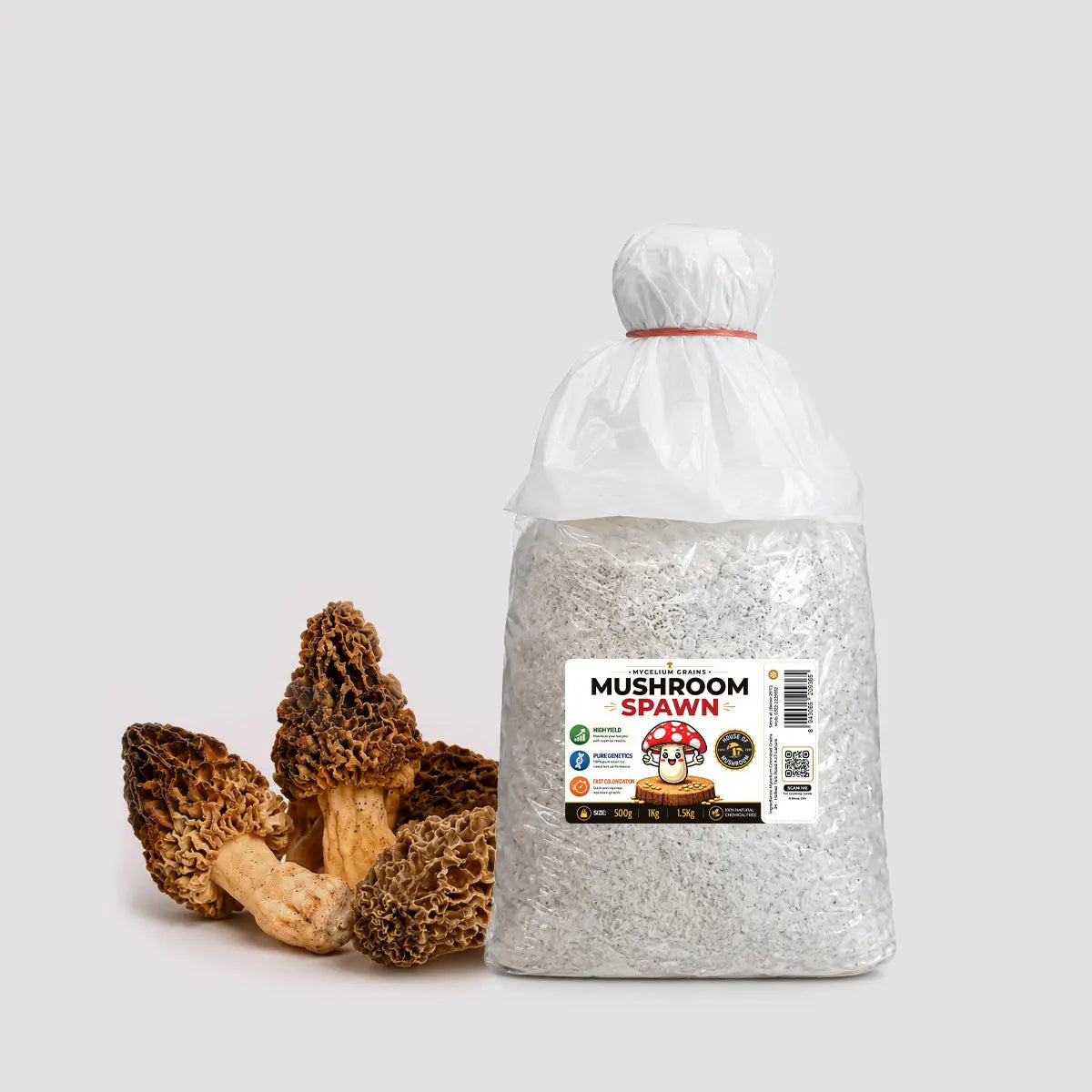Black Morel Mushroom Grain Spawn 1.5kg (191)