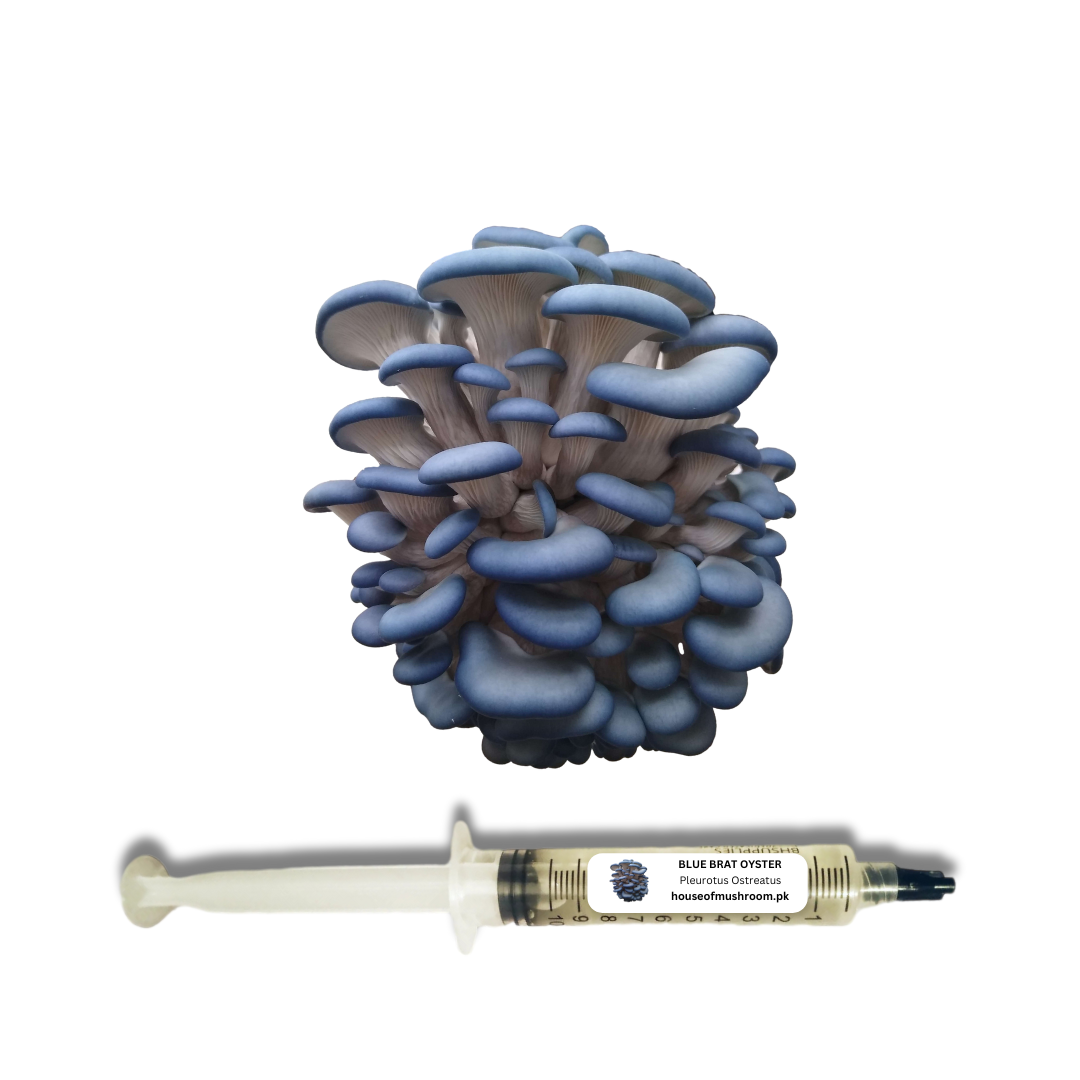 Blue Brat Oyster Mushroom Liquid Culture Syringe 20cc (C0418)