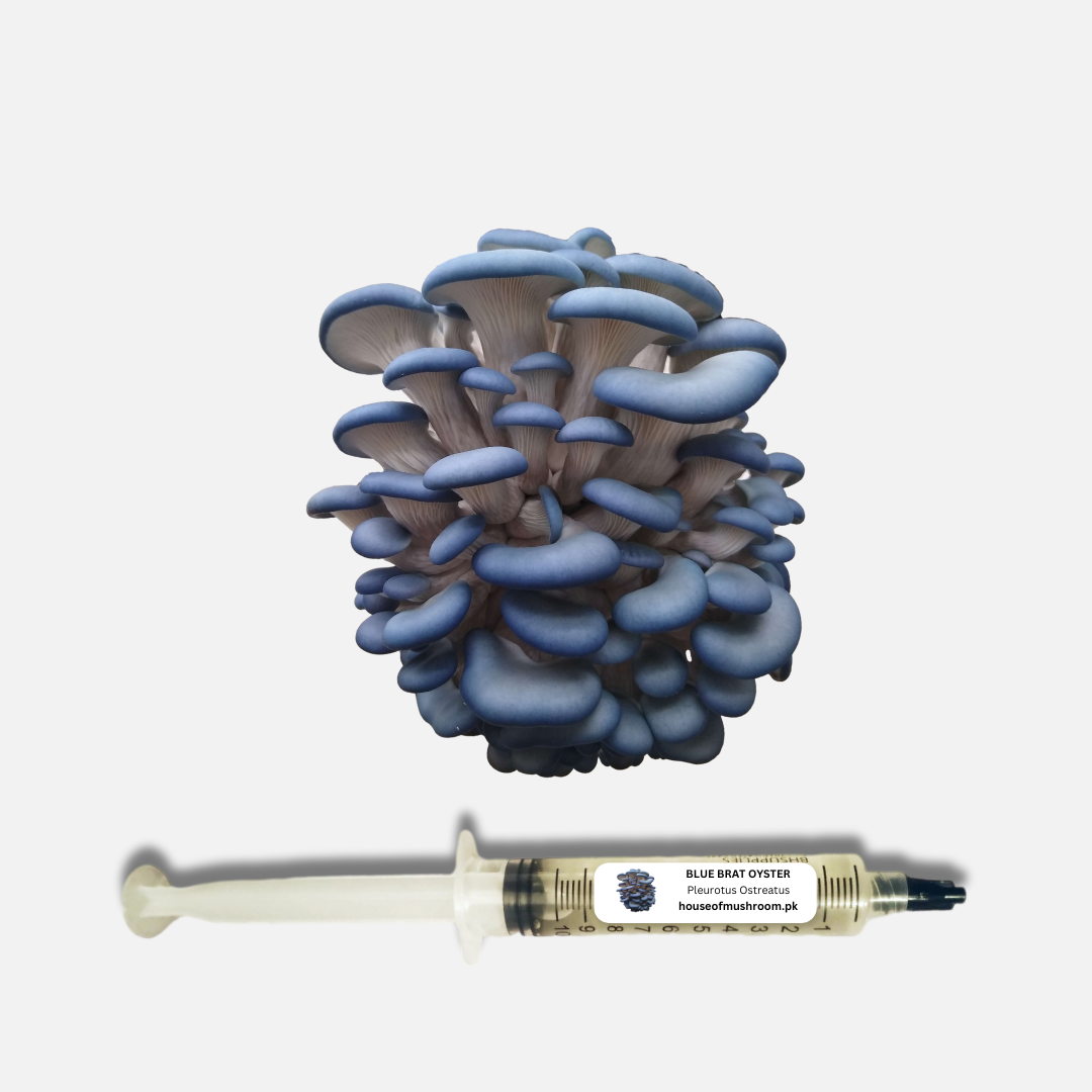 Blue Brat Oyster Mushroom Liquid Culture Syringe 20cc (C0418)