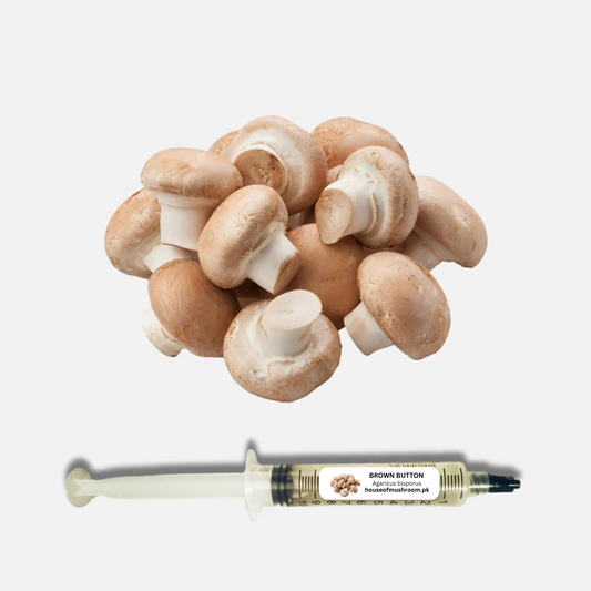 Brown Button Mushroom (Agaricus Bisporus) Liquid Culture Syringe (C0510)