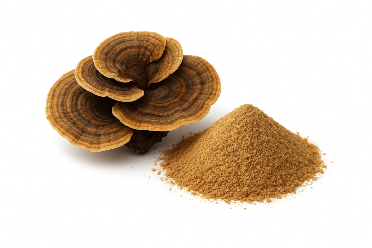 Turkey Tail Mushroom Raw Powder Bulk | Trametes versicolor Pure Mushroom