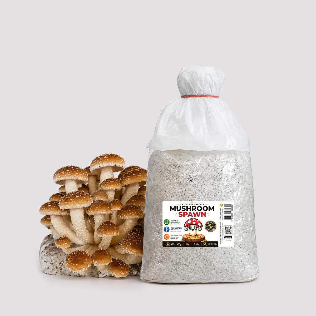 Chestnut Mushroom Grain Spawn 1.5kg (920)