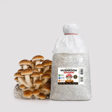 Chestnut Mushroom Grain Spawn 1.5kg (920)
