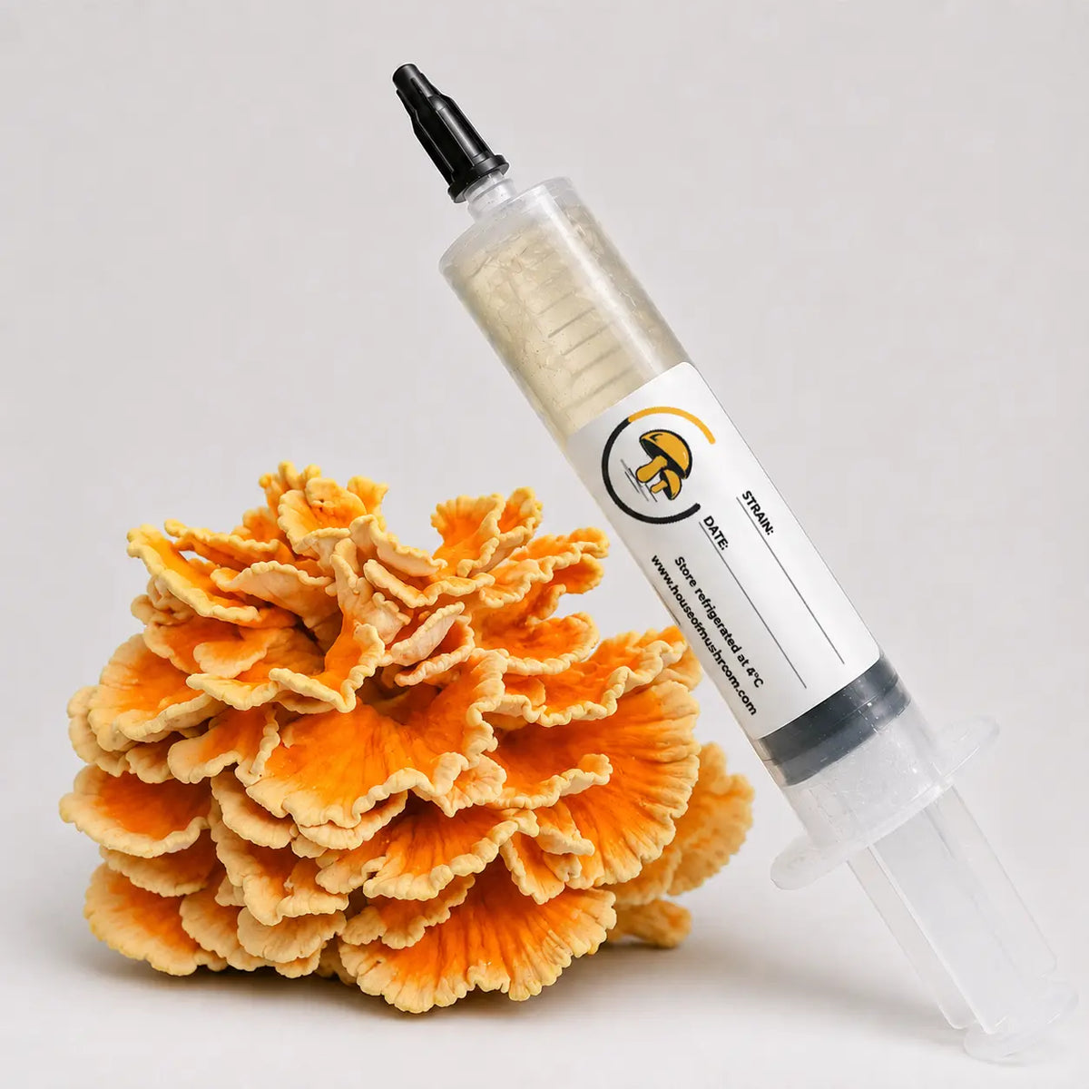 Chicken Of Woods Mushroom Liquid Culture – 10cc Syringe | Laetiporus Sulphureus Strain (930)