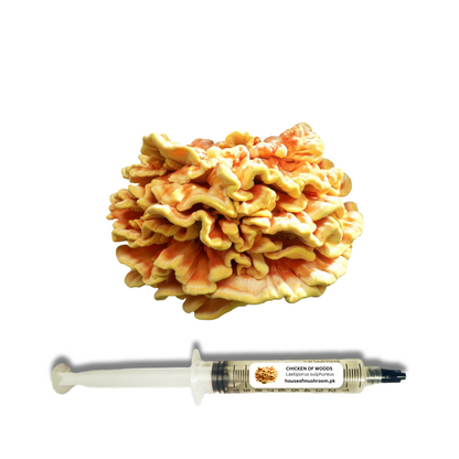 Chicken Of Woods Mushroom Liquid Culture Syringe 20cc (C0930)