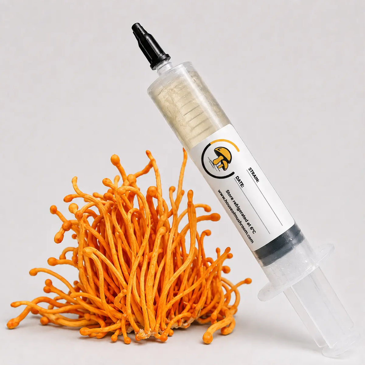 Cordyceps Militaris Mushroom Liquid Culture – 10cc Syringe | Ophiocordyceps Sinensis Strain (KC009B-C0132)