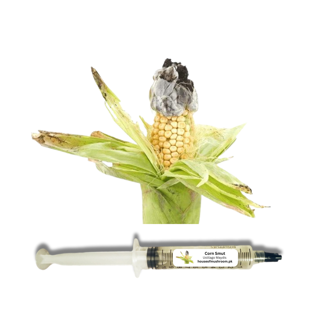 Corn Smut Mushroom (Ustilago Maydis) Liquid Culture Syringe 20cc (C0712)