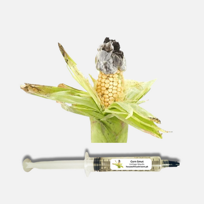 Corn Smut Mushroom (Ustilago Maydis) Liquid Culture Syringe 20cc (C0712)