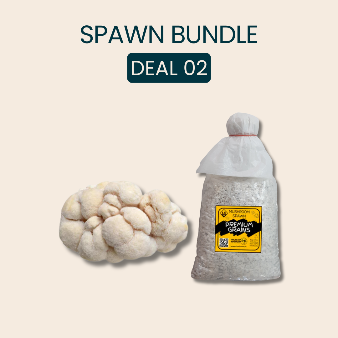 Bulk Lion's Mane Mushroom Spawn 25kg