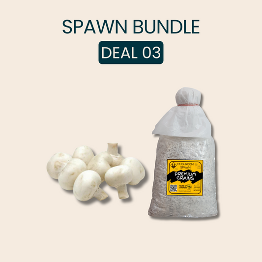 Bulk White Button Mushroom Spawn 25kg