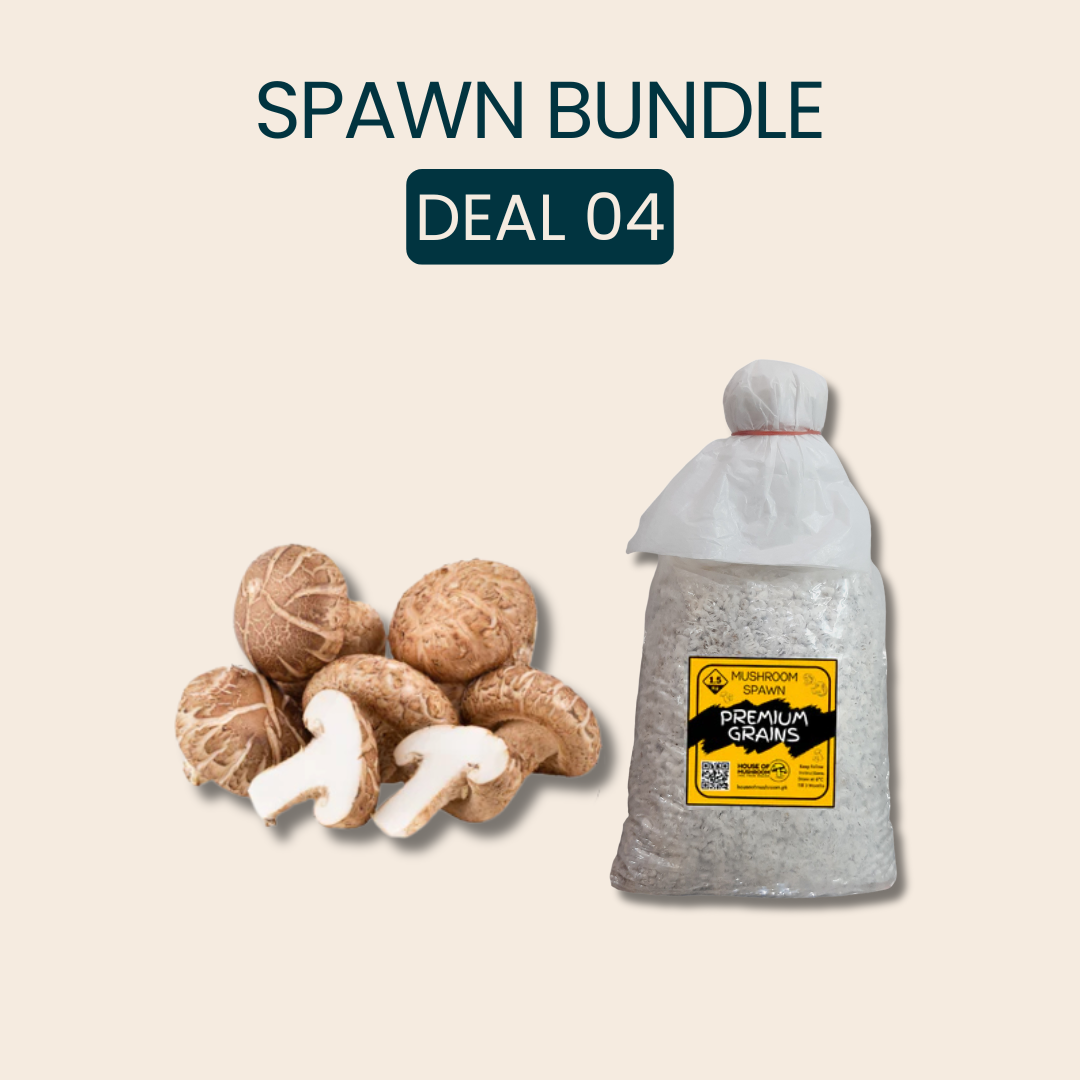 Bulk Shiitake Edodes Mushroom Spawn 25kg