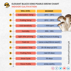 ELEGANT BLACK KING PEARL OYSTER GRAIN SPAWN  1.5KG (417)