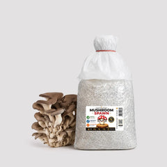 Elegant Black King Pearl Oyster Mushroom Grain Spawn 1.5kg (417)
