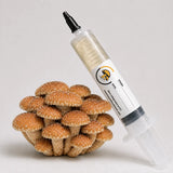 Freckled Chestnut Mushroom Liquid Culture – 10cc Syringe | Holiota Adiposa Strain (920)