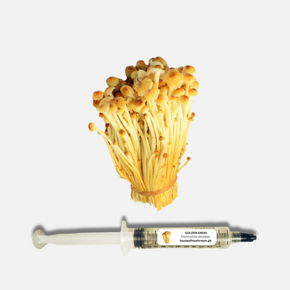 Golden Enoki Mushroom Liquid Culture Syringe 20cc (C0910)