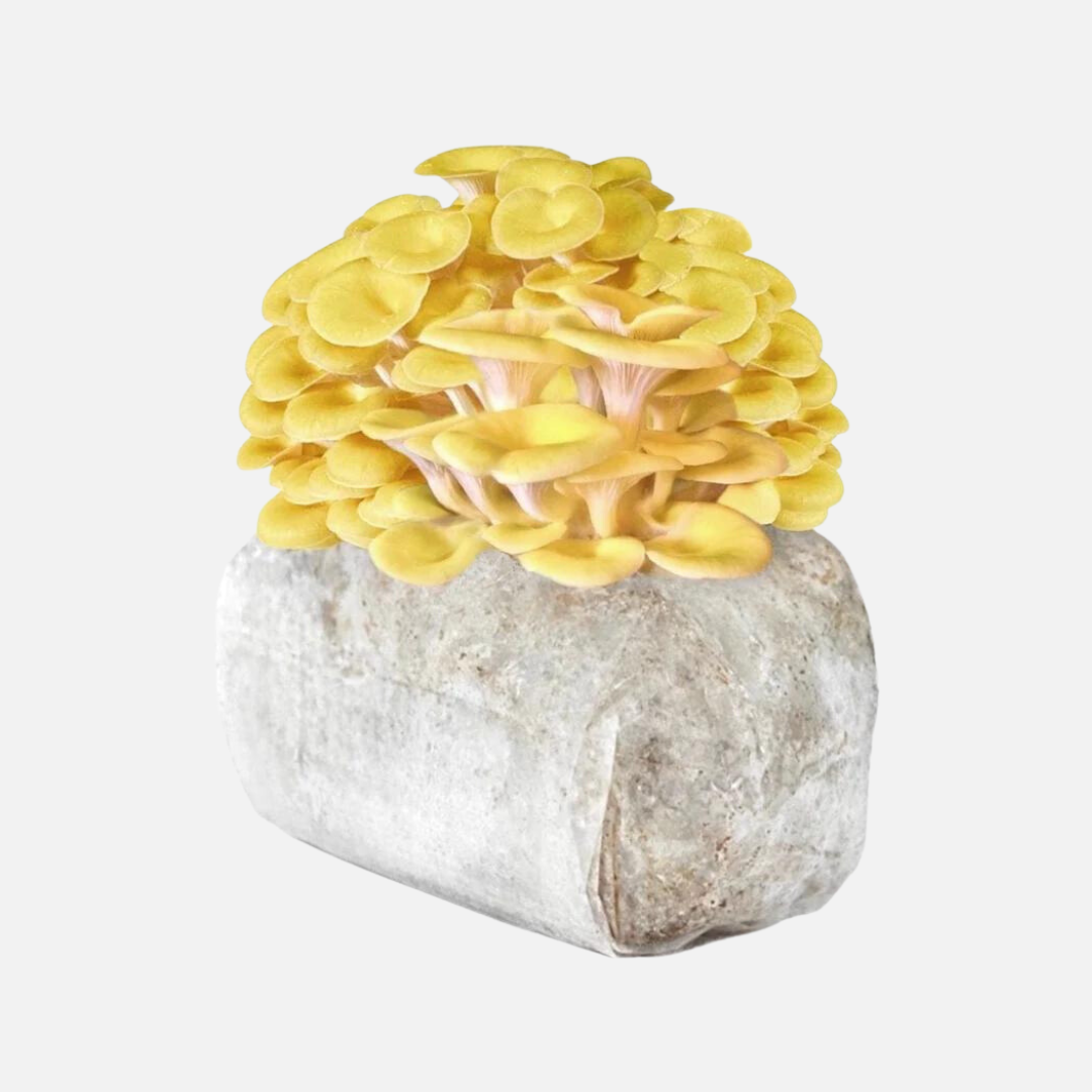 Golden Oyster Mushroom Grow Kit 2.5kg