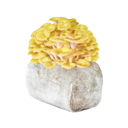 Golden Oyster Mushroom Grow Kit 2.5kg