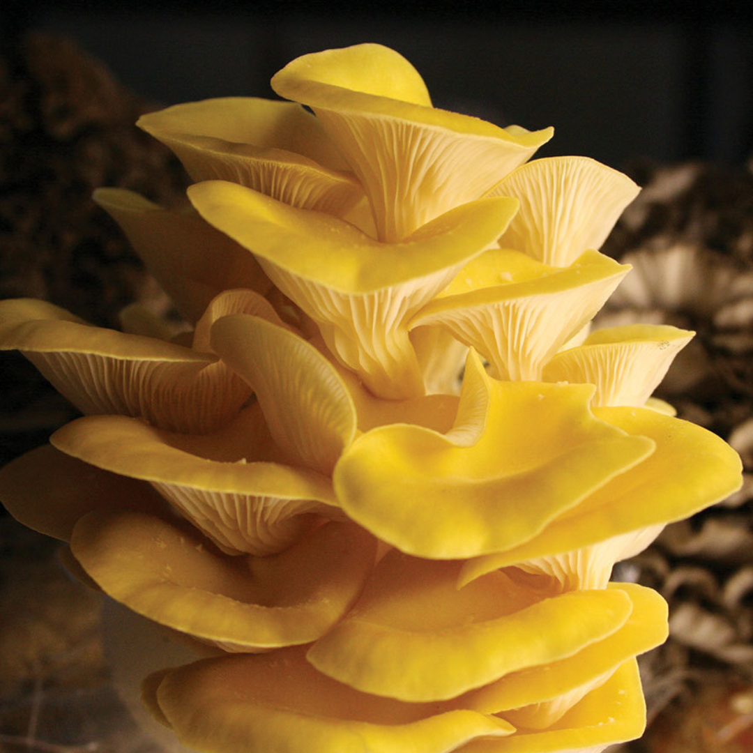 Golden Oyster Mushroom Grow Kit 2.5kg