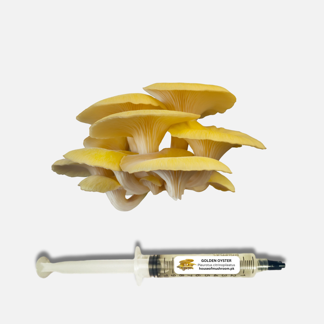 Golden Oyster Mushroom (Pleurotus Citrinopileatus) Liquid Culture Syringe 20cc (C0461)