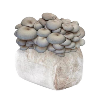 Grey Oyster Mushroom Grow Kit 2.5kg