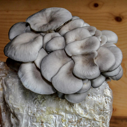 Grey Oyster Mushroom Grow Kit 2.5kg