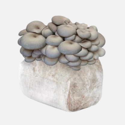 Grey Oyster Mushroom Grow Kit 2.5kg