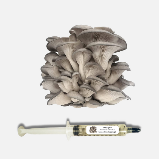 Grey Oyster Mushroom (Pleurotus Ostreatus) Liquid Culture Syringe 20cc (C0420)