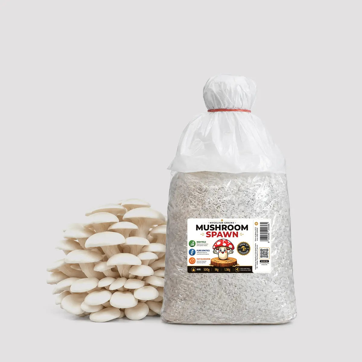 Hybrid Snow White Oyster Mushroom Grain Spawn 1.5kg (411)